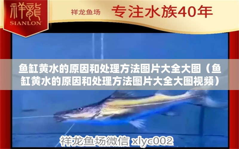 魚(yú)缸黃水的原因和處理方法圖片大全大圖（魚(yú)缸黃水的原因和處理方法圖片大全大圖視頻） 祥龍水族醫(yī)院