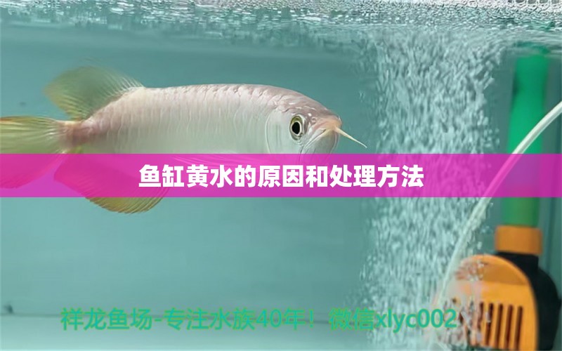 魚缸黃水的原因和處理方法 養(yǎng)魚知識