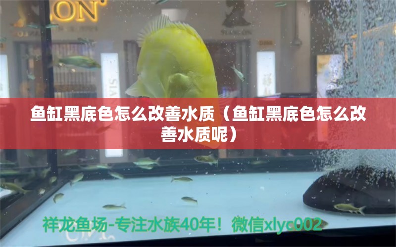 魚缸黑底色怎么改善水質(zhì)（魚缸黑底色怎么改善水質(zhì)呢）