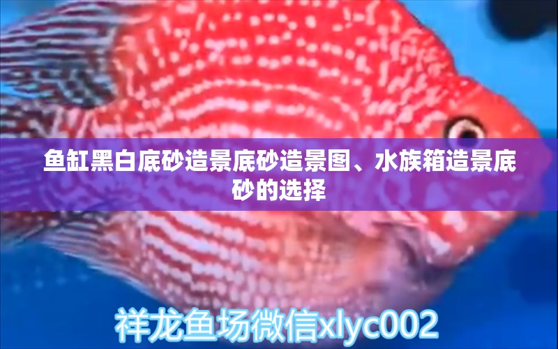 魚缸黑白底砂造景底砂造景圖、水族箱造景底砂的選擇 魚缸/水族箱