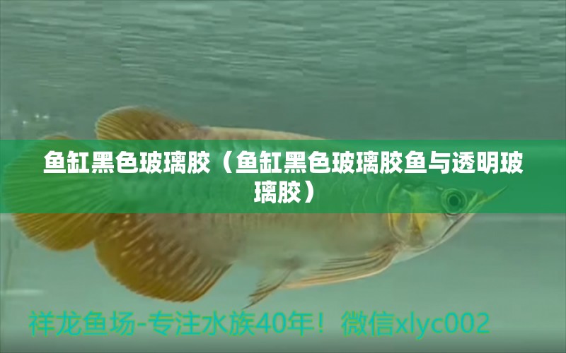 魚(yú)缸黑色玻璃膠（魚(yú)缸黑色玻璃膠魚(yú)與透明玻璃膠）