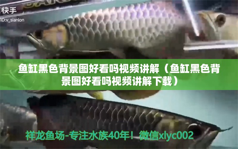 魚缸黑色背景圖好看嗎視頻講解（魚缸黑色背景圖好看嗎視頻講解下載） 祥龍水族醫(yī)院