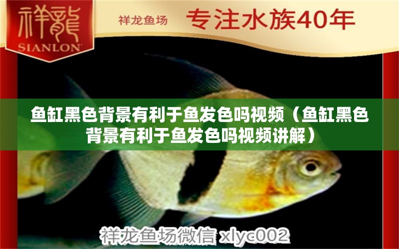 魚缸黑色背景有利于魚發(fā)色嗎視頻（魚缸黑色背景有利于魚發(fā)色嗎視頻講解）