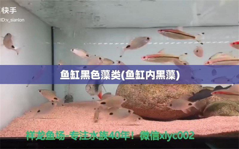 魚缸黑色藻類(魚缸內(nèi)黑藻) 廣州水族器材濾材批發(fā)市場