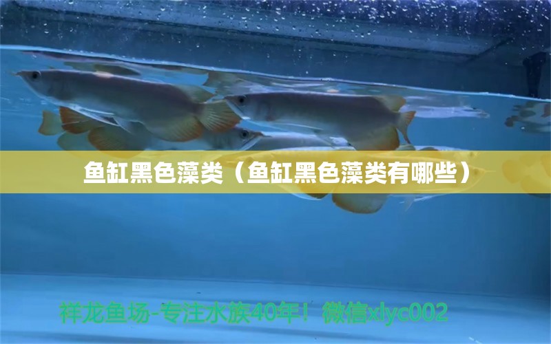 魚(yú)缸黑色藻類(lèi)（魚(yú)缸黑色藻類(lèi)有哪些）