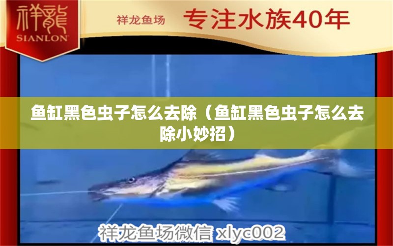 魚缸黑色蟲子怎么去除（魚缸黑色蟲子怎么去除小妙招）