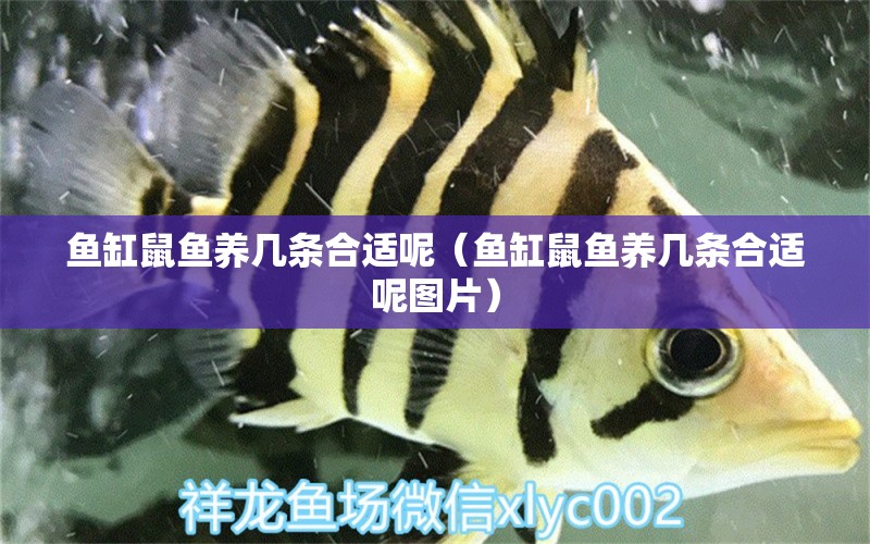 魚缸鼠魚養(yǎng)幾條合適呢（魚缸鼠魚養(yǎng)幾條合適呢圖片）