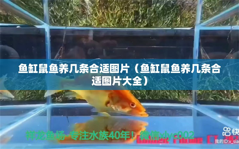 魚缸鼠魚養(yǎng)幾條合適圖片（魚缸鼠魚養(yǎng)幾條合適圖片大全）