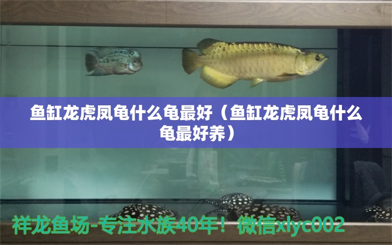 魚缸龍虎鳳龜什么龜最好（魚缸龍虎鳳龜什么龜最好養(yǎng)）