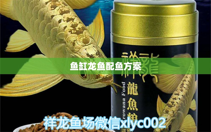 魚缸龍魚配魚方案 祥龍魚場