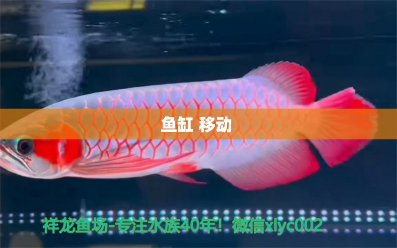 魚缸 移動 