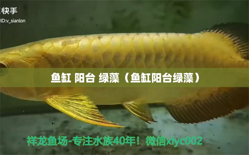 魚缸 陽(yáng)臺(tái) 綠藻（魚缸陽(yáng)臺(tái)綠藻） 帝王迷宮