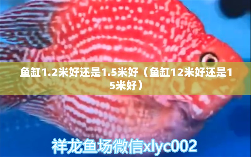 魚缸1.2米好還是1.5米好（魚缸12米好還是15米好） 魚缸百科