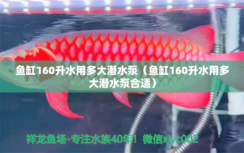 魚缸160升水用多大潛水泵（魚缸160升水用多大潛水泵合適） 赤焰中國虎魚