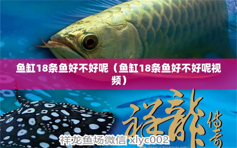 魚缸18條魚好不好呢（魚缸18條魚好不好呢視頻）