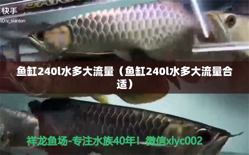 魚缸240l水多大流量（魚缸240l水多大流量合適）