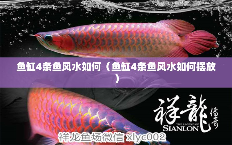 魚缸4條魚風(fēng)水如何（魚缸4條魚風(fēng)水如何擺放） 魚缸風(fēng)水