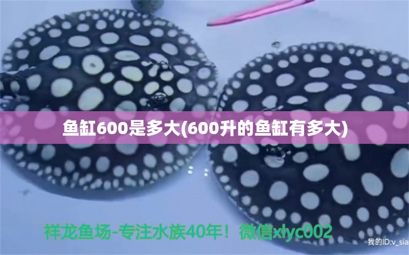 魚缸600是多大(600升的魚缸有多大) ?；?異型虎魚/純色虎魚 第2張