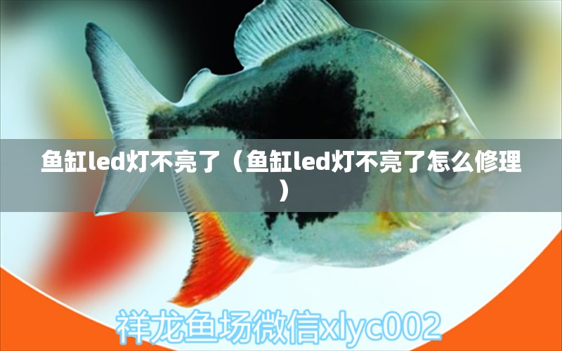 魚缸led燈不亮了（魚缸led燈不亮了怎么修理）