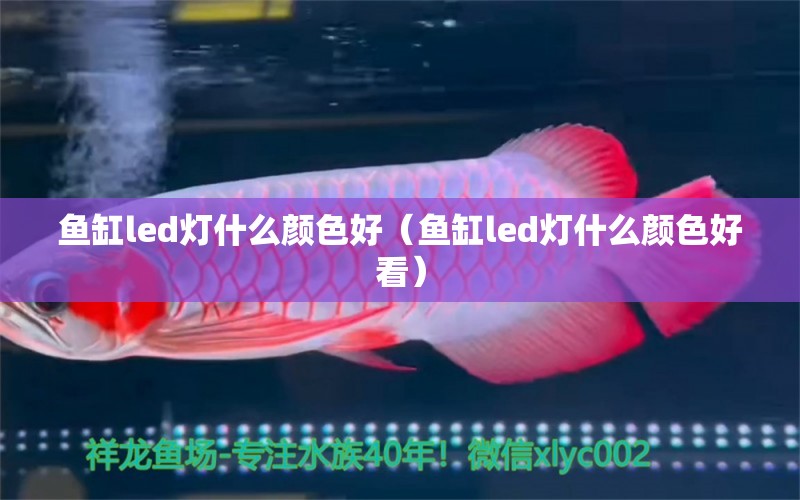 魚缸led燈什么顏色好（魚缸led燈什么顏色好看）