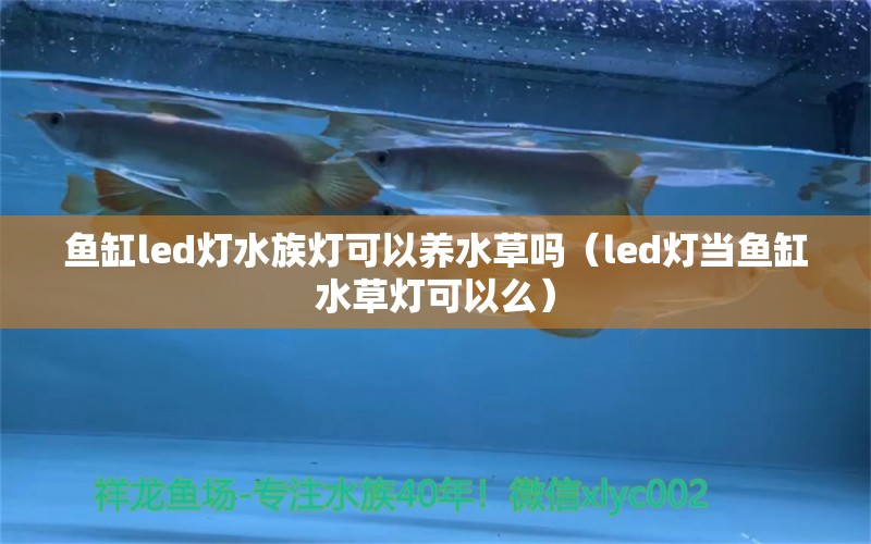 魚缸led燈水族燈可以養(yǎng)水草嗎（led燈當魚缸水草燈可以么）