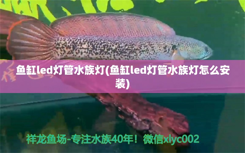 魚缸led燈管水族燈(魚缸led燈管水族燈怎么安裝) 杰西卡恐龍魚