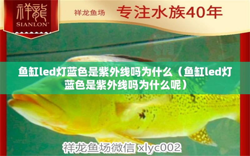 魚缸led燈藍色是紫外線嗎為什么（魚缸led燈藍色是紫外線嗎為什么呢）