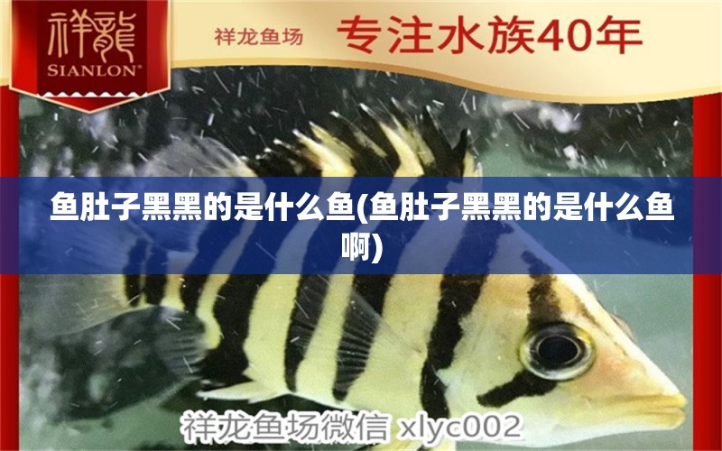 魚(yú)肚子黑黑的是什么魚(yú)(魚(yú)肚子黑黑的是什么魚(yú)啊) 泰國(guó)斗魚(yú)