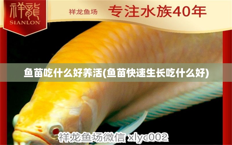 魚(yú)苗吃什么好養(yǎng)活(魚(yú)苗快速生長(zhǎng)吃什么好) 皇冠黑白魟魚(yú)