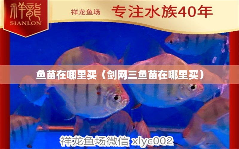 魚苗在哪里買（劍網(wǎng)三魚苗在哪里買） 紅龍魚魚糧飼料