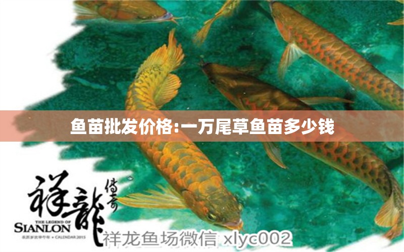 魚苗批發(fā)價格:一萬尾草魚苗多少錢