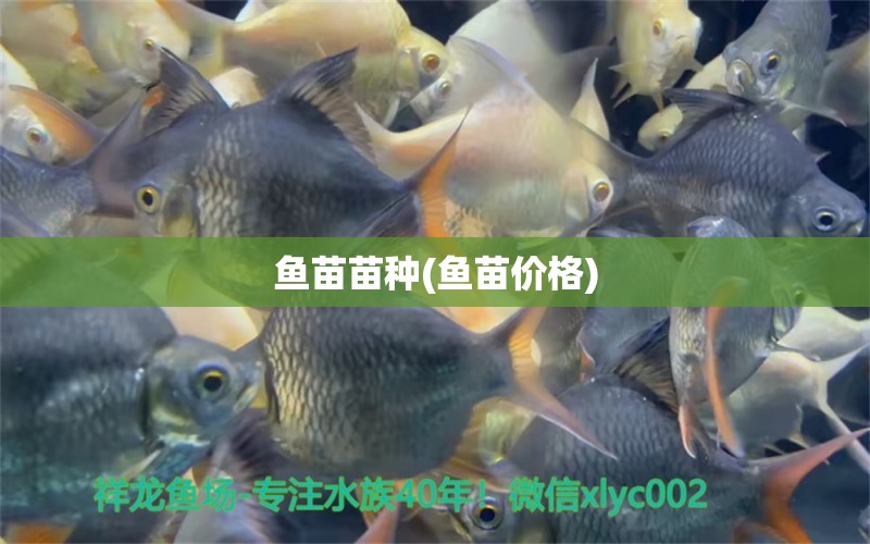 魚(yú)苗苗種(魚(yú)苗價(jià)格) 元寶鯽