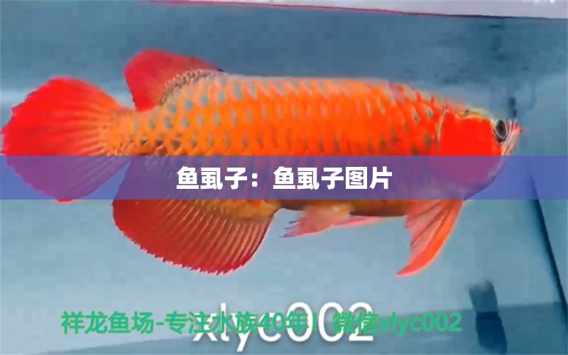 魚虱子：魚虱子圖片