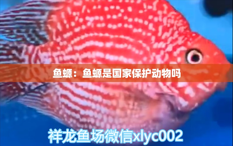 魚螈：魚螈是國(guó)家保護(hù)動(dòng)物嗎 觀賞魚