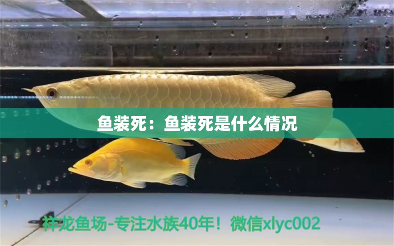 魚裝死：魚裝死是什么情況 養(yǎng)魚知識