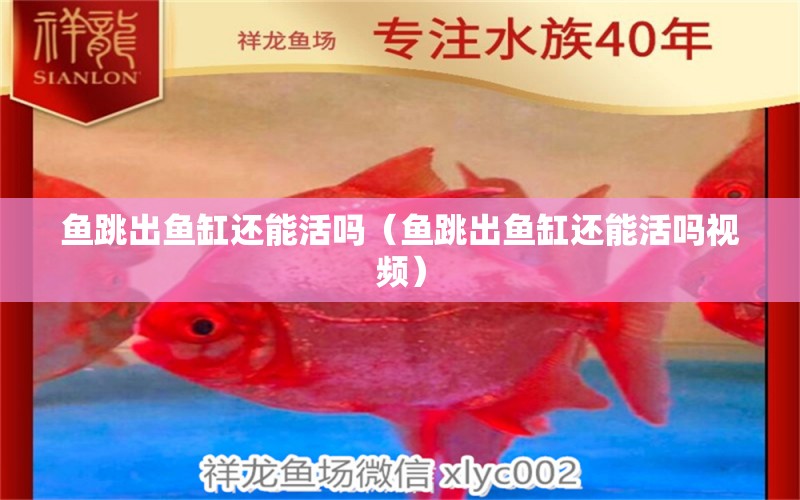 魚跳出魚缸還能活嗎（魚跳出魚缸還能活嗎視頻）