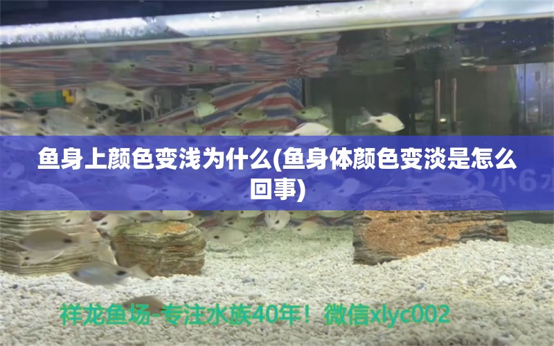 魚身上顏色變淺為什么(魚身體顏色變淡是怎么回事) 黃金貓魚