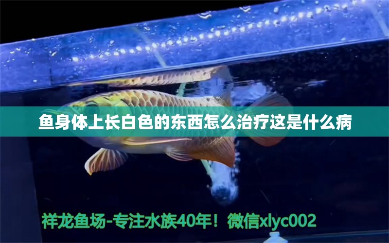 魚身體上長(zhǎng)白色的東西怎么治療這是什么病 帝王血鉆 第2張