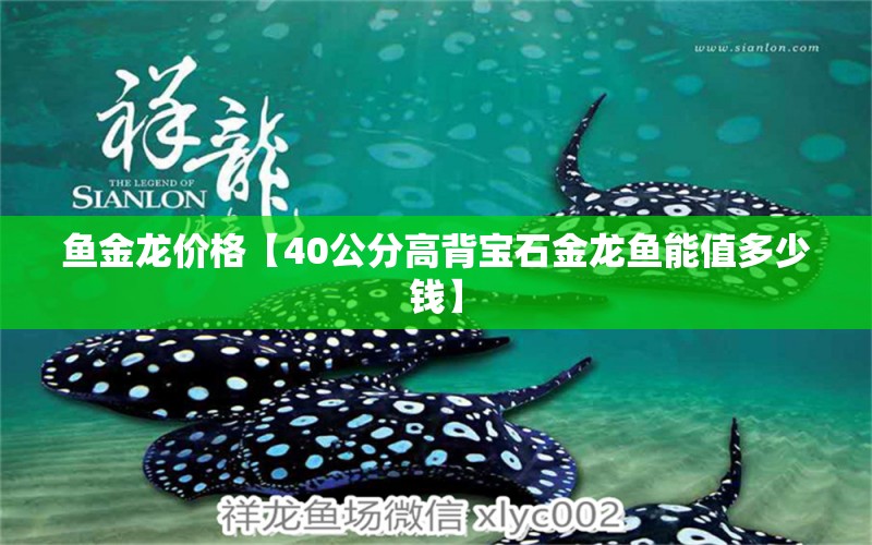 魚金龍價格【40公分高背寶石金龍魚能值多少錢】