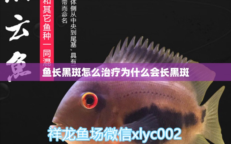 魚長黑斑怎么治療為什么會長黑斑 委內(nèi)瑞拉奧里諾三間魚 第2張