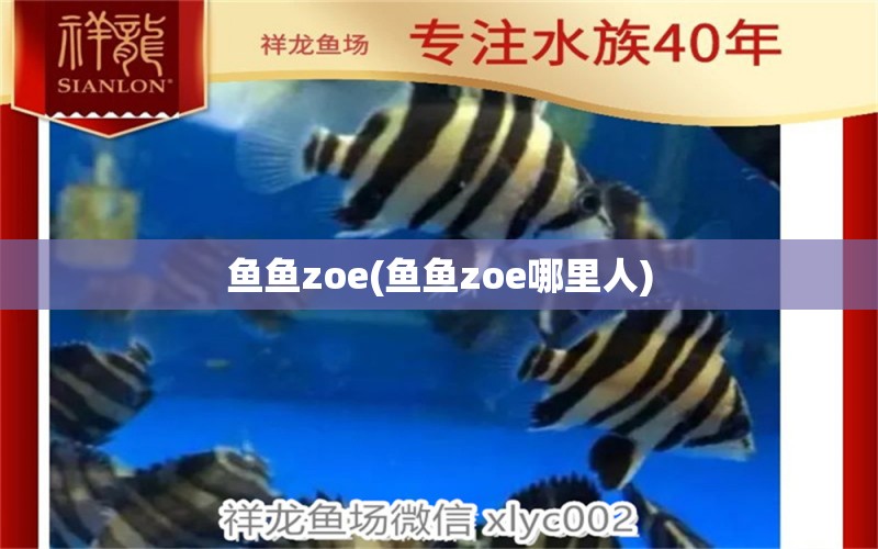 魚魚zoe(魚魚zoe哪里人) 非洲象鼻魚