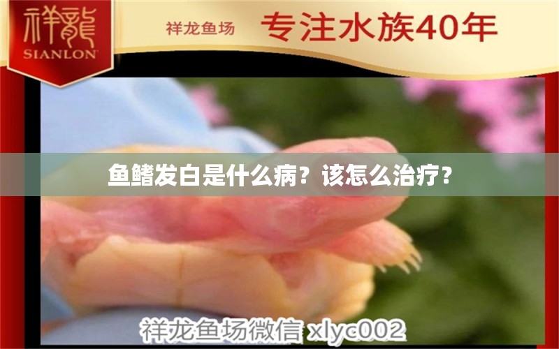 魚鰭發(fā)白是什么??？該怎么治療？ 熱帶魚魚苗批發(fā)