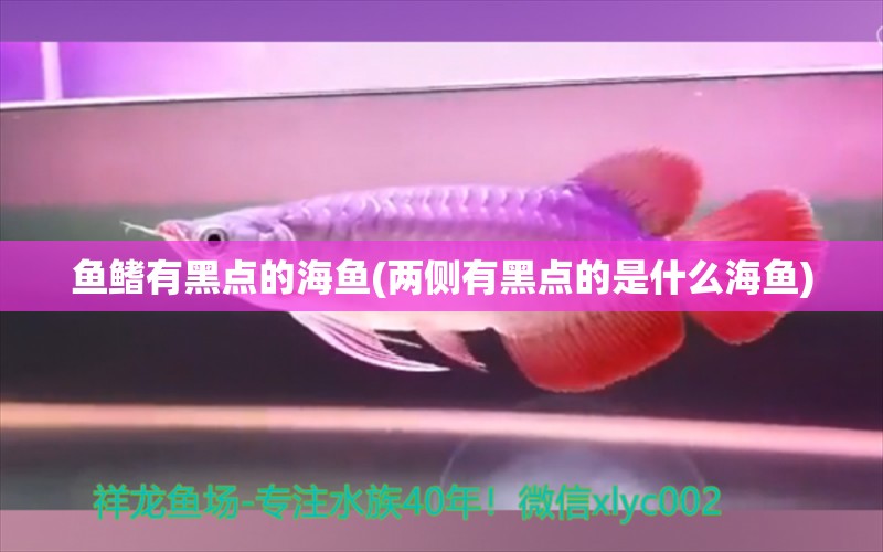 魚(yú)鰭有黑點(diǎn)的海魚(yú)(兩側(cè)有黑點(diǎn)的是什么海魚(yú)) 成吉思汗鯊（球鯊）魚(yú)