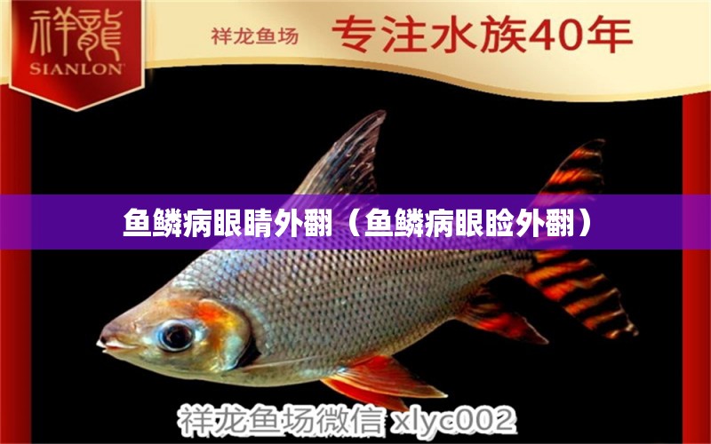 魚鱗病眼睛外翻（魚鱗病眼瞼外翻）