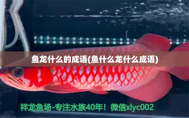 魚龍什么的成語(魚什么龍什么成語) 星點(diǎn)金龍魚