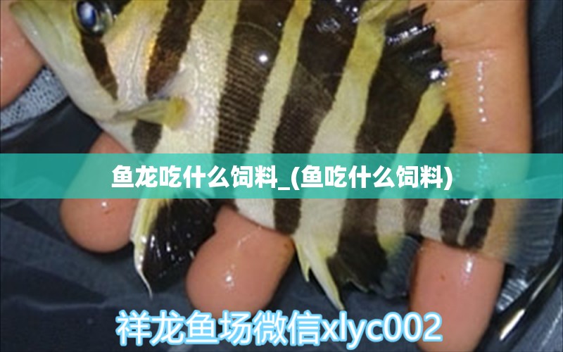 魚龍吃什么飼料_(魚吃什么飼料) 銀河星鉆魚