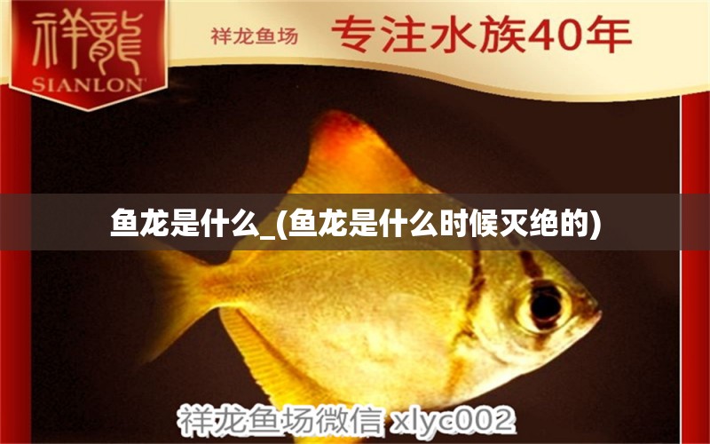 魚龍是什么_(魚龍是什么時候滅絕的) 紅化白子銀龍