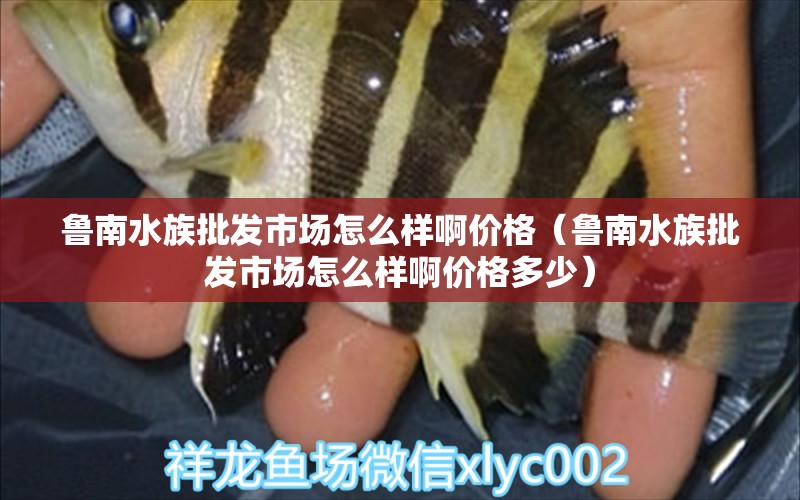 魯南水族批發(fā)市場(chǎng)怎么樣啊價(jià)格（魯南水族批發(fā)市場(chǎng)怎么樣啊價(jià)格多少）