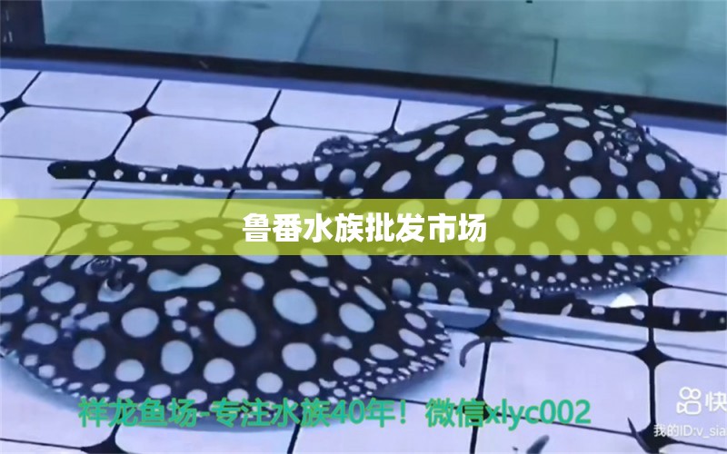 魯番水族批發(fā)市場 觀賞魚水族批發(fā)市場