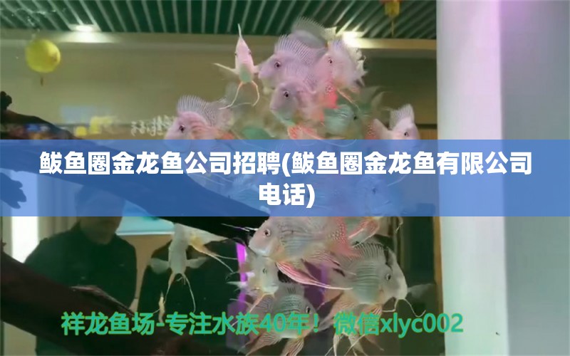 鲅魚圈金龍魚公司招聘(鲅魚圈金龍魚有限公司電話) 羅漢魚